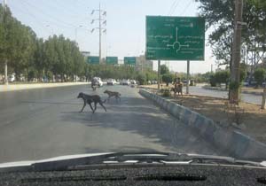 جولان سگ‌های ولگرد در خیابان‌های اهواز + تصاویر