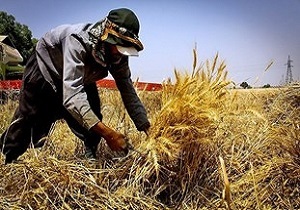 خریداری 520 هزار تن گندم در کردستان