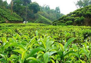 برداشت ۹۰ هزار تنی برگ سبز چای در دو استان شمالی