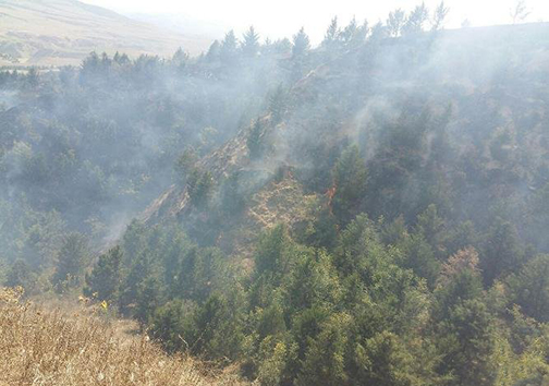 مهار اولیه آتش در گلستان /۵۰ هکتار جنگل در آتش سوخت