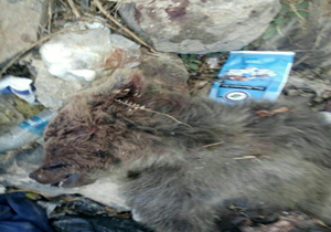 تصادف علت مرگ توله خرس در کجور