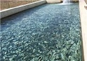 پرورش 50 تن ماهی قزل آلا در سد جامیشان