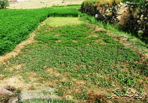 15 هکتار سبزی کاری آلوده در یکی از روستاها شناسایی شد