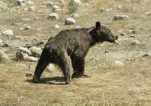 تشکیل پرونده بررسی علت مرگ خرس در دادسرای گالیکش