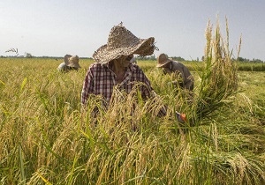 برداشت برنج از شالیزار‌های استان قزوین