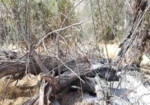 نابود شدن درختان بید در «چیتاب» + فیلم