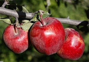 فروش سیب بروجرد در بازارهای بین‌المللی