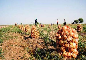 پیش بینی برداشت بیش از 112 هزار تن پیاز در آذربایجان غربی