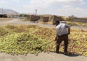 خرید پنج هزار تن سیب زیردرختی از باغداران آذربایجان غربی