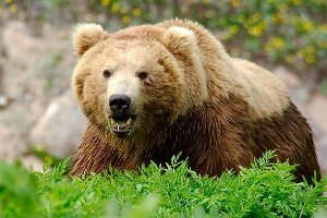 محیط زیست دزفول عهده دار هزینه درمان مصدوم حادثه حمله خرس