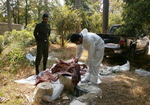 معدوم سازی ۲۰۰ کیلوگرم گوشت فاسد در بهشهر