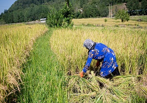 پیش بینی تولید 90 تن برنج سفید از شالیزارهای خلخال