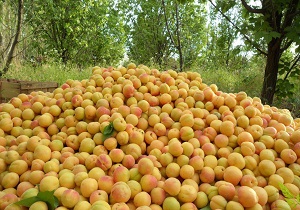 برداشت بیش از ۴۳۰ هزار تن انواع محصولات سردرختی از باغات استان اردبیل