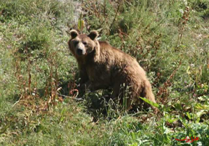 دستگیری شکارچی متخلف خرس در منطقه حفاظت شده اشترانکوه