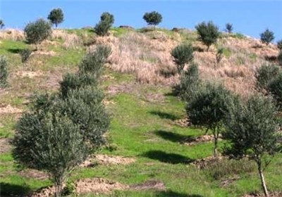 توسعه‌ باغات در 691 هکتار از اراضی شیب‌دار ایلام