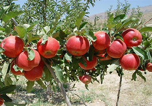 پیش بینی برداشت 110 هزار تن سیب در مهاباد