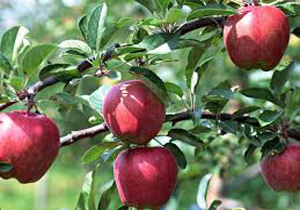 سپیدان مقام نخست تولید سیب در فارس