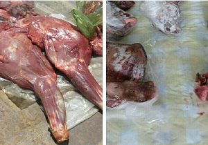 اهدای گوشت های کشف شده شکارچیان غیرمجاز به خیریه ای در بیرجند