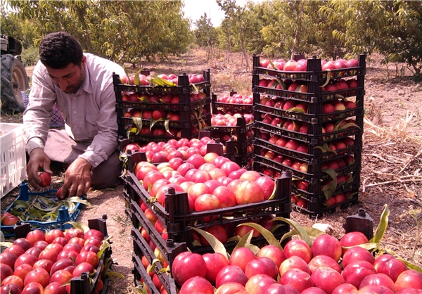 پیش بینی برداشت 150 هزار تن سیب در استان زنجان