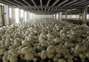 تولید سالانه ۲ هزارو ۴۰۰ تن قارچ در استان مرکزی