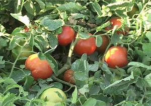 مبارزه بیولوژیک علیه آفات در مزارع گوجه فرنگی
