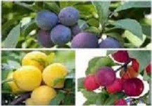 تولید سالانه ۳۲ هزار تن انواع محصولات باغی در شهرستان مریوان