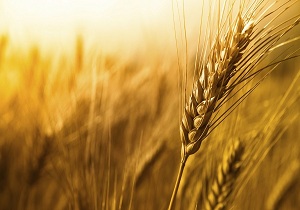 گندم کرمانشاه در رتبه دوم با کیفیت ترین گندم کشور