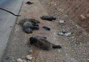 مرگ پنج راس گراز بر اثر بی احتیاطی راننده مسیر خرم آباد- الشتر