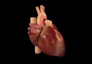 برای جلوگیری از بیماری‌های قلبی چه کنیم؟ + فیلم