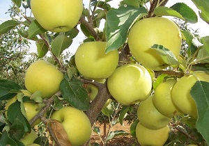 برداشت بیش از ۱۹ هزار تن سیب درختی از باغات گهواره