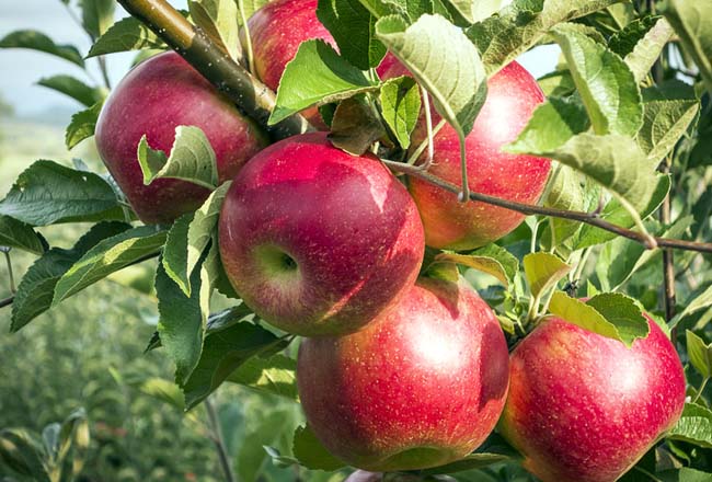 پرداخت کامل بهای خرید تضمینی سیب صنعتی به باغداران  در آذربایجان غربی
