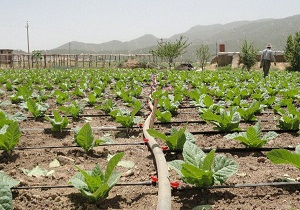 ۶۱هزارهکتاراراضی کشاورزی آذربایجان غربی به آبیاری نوین مجهزمی شود