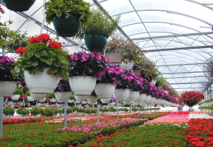 صادرات یک ششم گل کشور توسط یکی از تولید کنندگان محلات