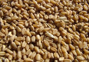 توزیع بذر گندم و جو برای کشت پاییزه در خراسان شمالی