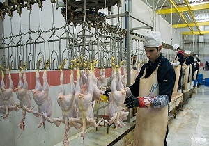 بزرگ‌ترین کشتارگاه صنعتی تمام اتوماتیک مرغ و طیور در یزدافتتاح می شود