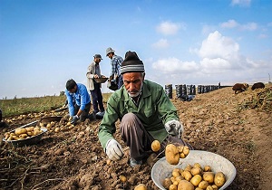 برداشت بیش از 18 هزار تن سیب زمینی در شهرستان نیر