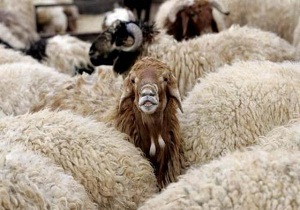 کشف نزدیک 240راس گوسفند قاچاق