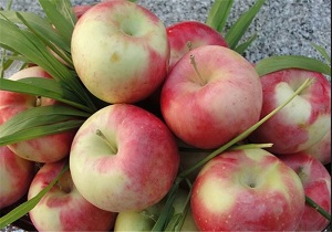 صادرات ۲۵ هزار تن سیب درختی از ارومیه