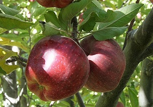 ۳.۴ میلیون تن سیب درختی در آذربایجان غربی تولید می‌شود