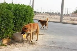 معضل حل نشده سگ های ولگرد در خوزستان