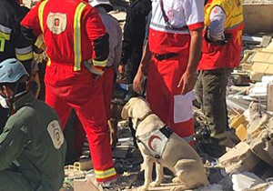 سگ های زنده یاب 6 نفر را از زیر آوار نجات دادند
