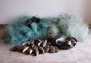 کشف و ضبط 48 قطعه ماهی از صیادان غیرمجاز در بیله سوار