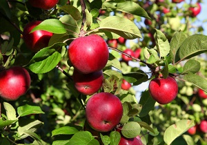 برداشت بیش از 43 هزار تن سیب از باغات استان سمنان