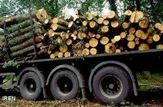 کشف چوب‌ های جنگلی قاچاق در تنکابن 