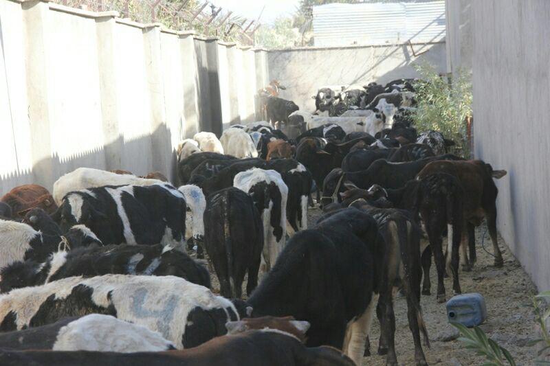 کشف میلیاردی احشام قاچاق در سراوان