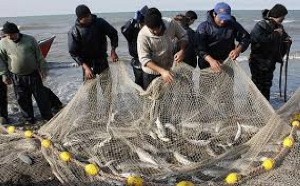 کاهش صید ماهی از دریای خزر در گیلان