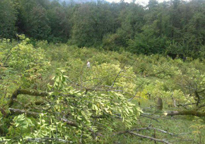 هشدار به متخلفان ساخت و ساز زمین‌های جنگلی درعباس آباد