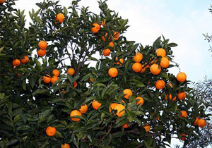 آغاز برداشت پرتقال از باغ های هرمزگان