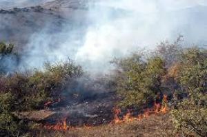 آتش سوزی حدود 5 هکتار از جنگل های گیلان  بر اثر وزش باد