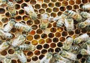 ثبت اطلاعات ۷۵۸ زنبوردار در بابل